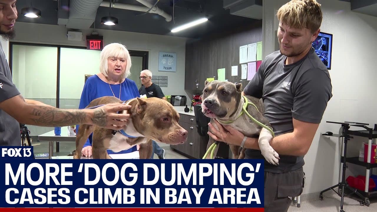 Dogs sent to shelter after being dumped in street